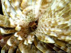 I was able to get a nice shot of the feather duster just ... by Zaid Fadul 